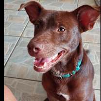 Thumbnail photo of Goofy #3