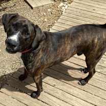 Thumbnail photo of Brucie #3