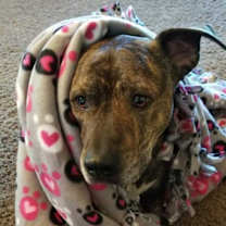 Thumbnail photo of Rockwell #2