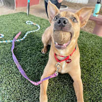 Thumbnail photo of LUIGI #2