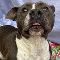 Thumbnail photo of Waylon #1