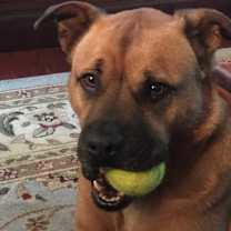 Thumbnail photo of Joe #2