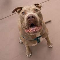 Thumbnail photo of Teddy - Adopt Me! #2