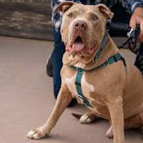 Thumbnail photo of Teddy - Adopt Me! #3