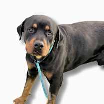 adopt-pet