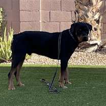 Thumbnail photo of Flex #3