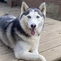 Thumbnail photo of Lyla #1