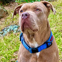 Thumbnail photo of Tank #1