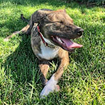 Thumbnail photo of Jinx #4