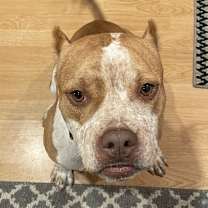 Thumbnail photo of Tandy #2