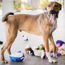 Thumbnail photo of Oliver #1