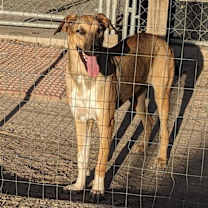 Thumbnail photo of Savannah #2
