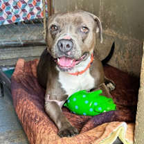 Thumbnail photo of Stray, *Trinity* Bicentennial #1