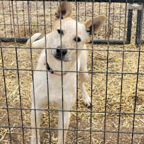 Thumbnail photo of Dixie #3