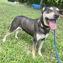 Thumbnail photo of DeBo #4