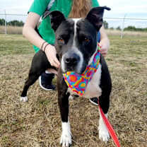 Thumbnail photo of Macy #1