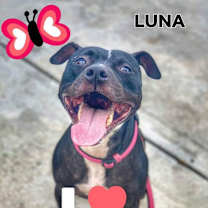 Thumbnail photo of Lua #1