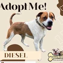 Thumbnail photo of DIESEL #1
