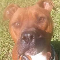 Thumbnail photo of Bishop #1