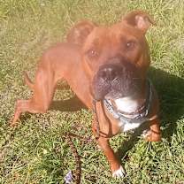 Thumbnail photo of Bishop #2