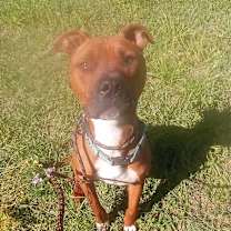 Thumbnail photo of Bishop #3