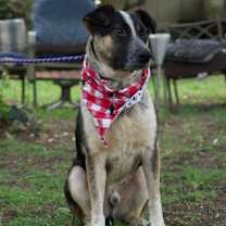 Thumbnail photo of Boots (Brianna's Litter) #4