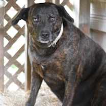 Thumbnail photo of Hercules (Trinity) #1