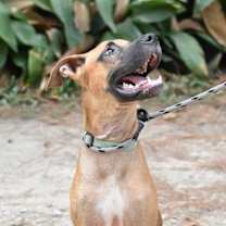 Thumbnail photo of Bronco #4