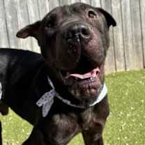 Thumbnail photo of Bear #1