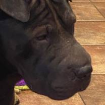 Thumbnail photo of Bear #3