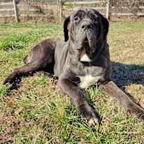 Thumbnail photo of Sparrow #3