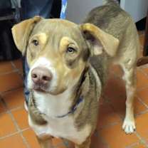 Thumbnail photo of Sanders #1