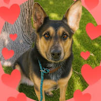 adopt-pet