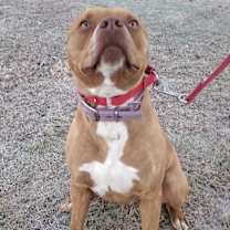 Thumbnail photo of TOBIAS #3