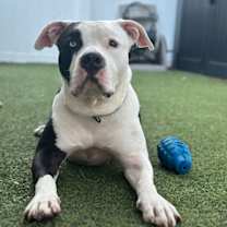 Thumbnail photo of Tux #4