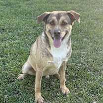 Thumbnail photo of Buddy #1