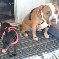 Thumbnail photo of MAXIMUS (MAX) #3
