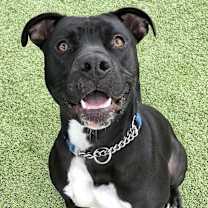 adopt-pet