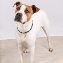 Thumbnail photo of Satchmo #2