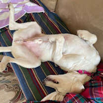 Thumbnail photo of Hogan #3