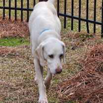 Thumbnail photo of Hogan #4