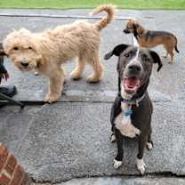Thumbnail photo of Baloo #1