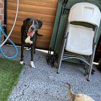 Thumbnail photo of Baloo #2