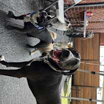 Thumbnail photo of Baloo #3