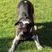 Thumbnail photo of MOSLEY #1