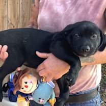 Thumbnail photo of Julius #2