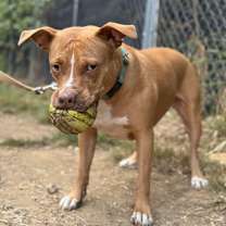 Thumbnail photo of Ducky - 20036 #3