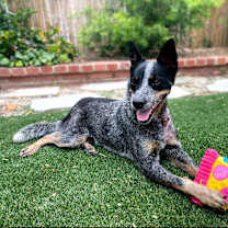 Thumbnail photo of ASHER #2