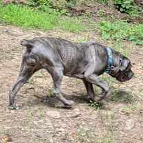 Thumbnail photo of Connie #4