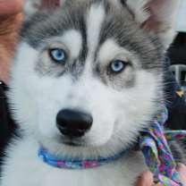 Thumbnail photo of HARMONY #1